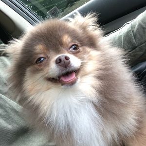 Meet your Posher, Brandon